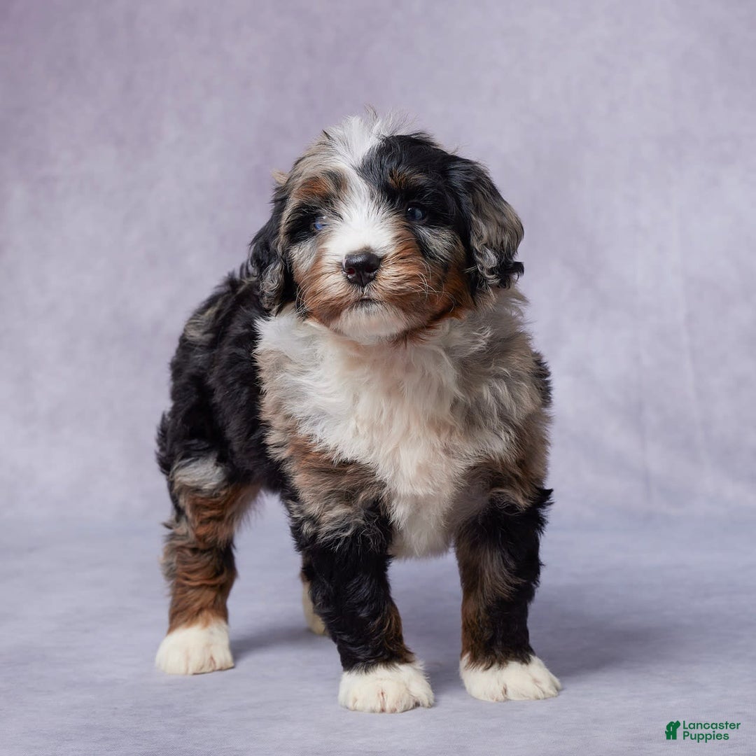 Mini Bernedoodle dogs for sale: Jack - Image 7