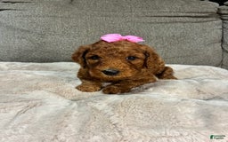 Mini Goldendoodle dogs for sale: Soleil - Image 3