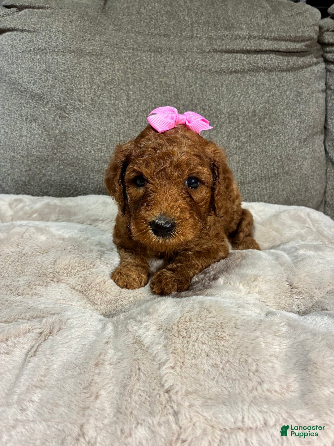 Mini Goldendoodle dogs for sale: Soleil - Image 3