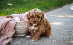 Miniature Poodle dogs for sale: Jagger - Image 2