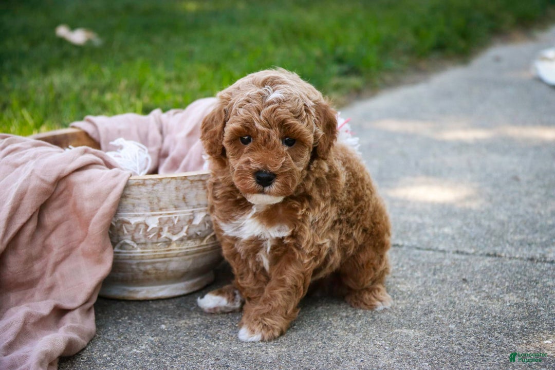 Miniature Poodle dogs for sale: Jagger - Image 2