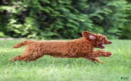 Goldendoodle dogs for sale: Alice - Image 10