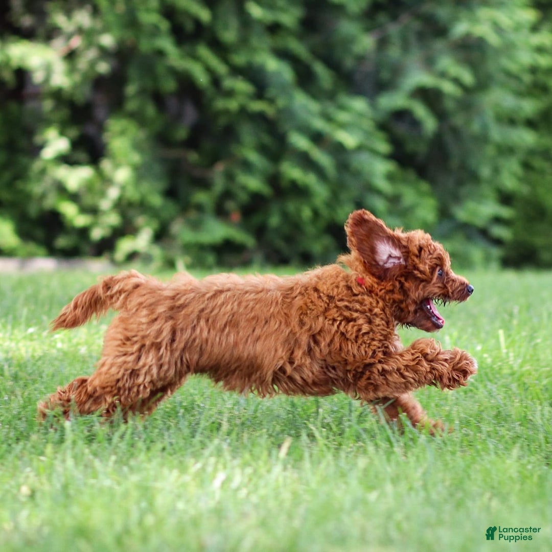 Goldendoodle dogs for sale: Alice - Image 10