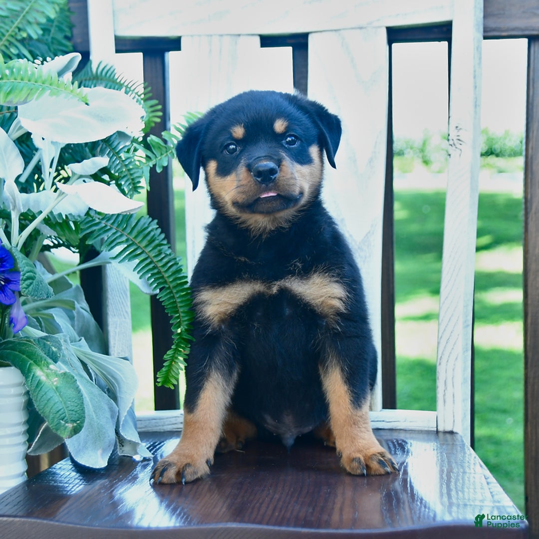 Rottweiler dogs for sale: Payton - Image 3