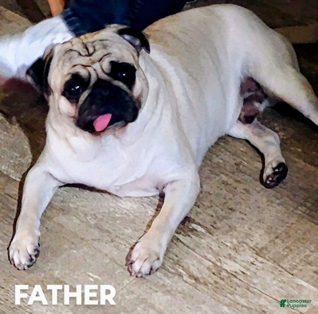 Pug dogs for sale: Ares - Image 8