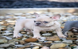 French Bulldog dogs for sale: Rosco - Image 4