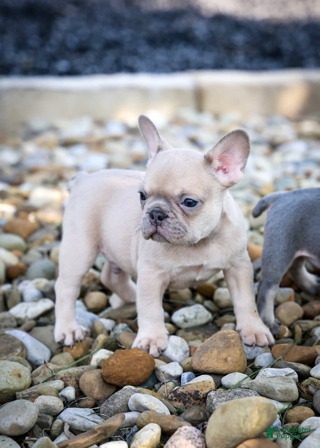 French Bulldog dogs for sale: Rosco - Image 4