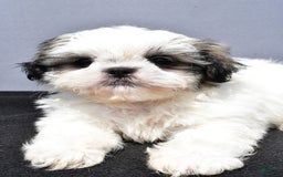 Shih Tzu dogs for sale: Domino - Image 4