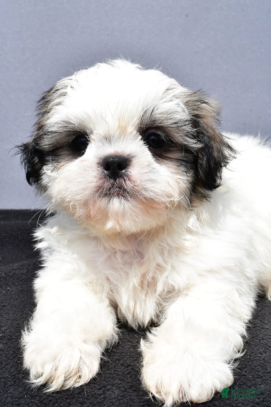 Shih Tzu dogs for sale: Domino - Image 4