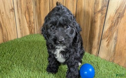 Cavapoo dogs for sale: Missy Boy 1 - Image 3