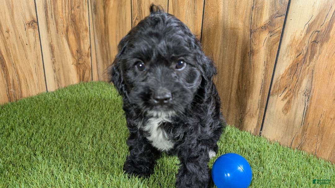 Cavapoo dogs for sale: Missy Boy 1 - Image 3