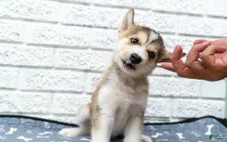Alaskan Malamute dogs for sale: Sanji - Image 2