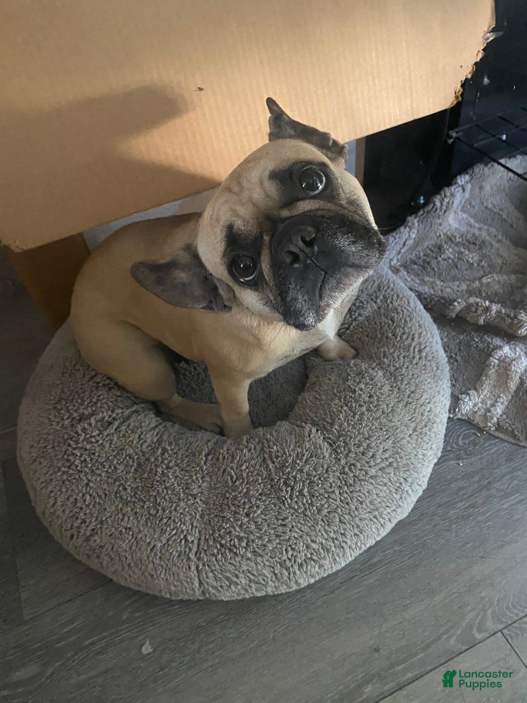 French Bulldog dogs for sale: Colonel - Image 5