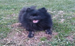 Pomeranian dogs for sale: Rosa - Image 5