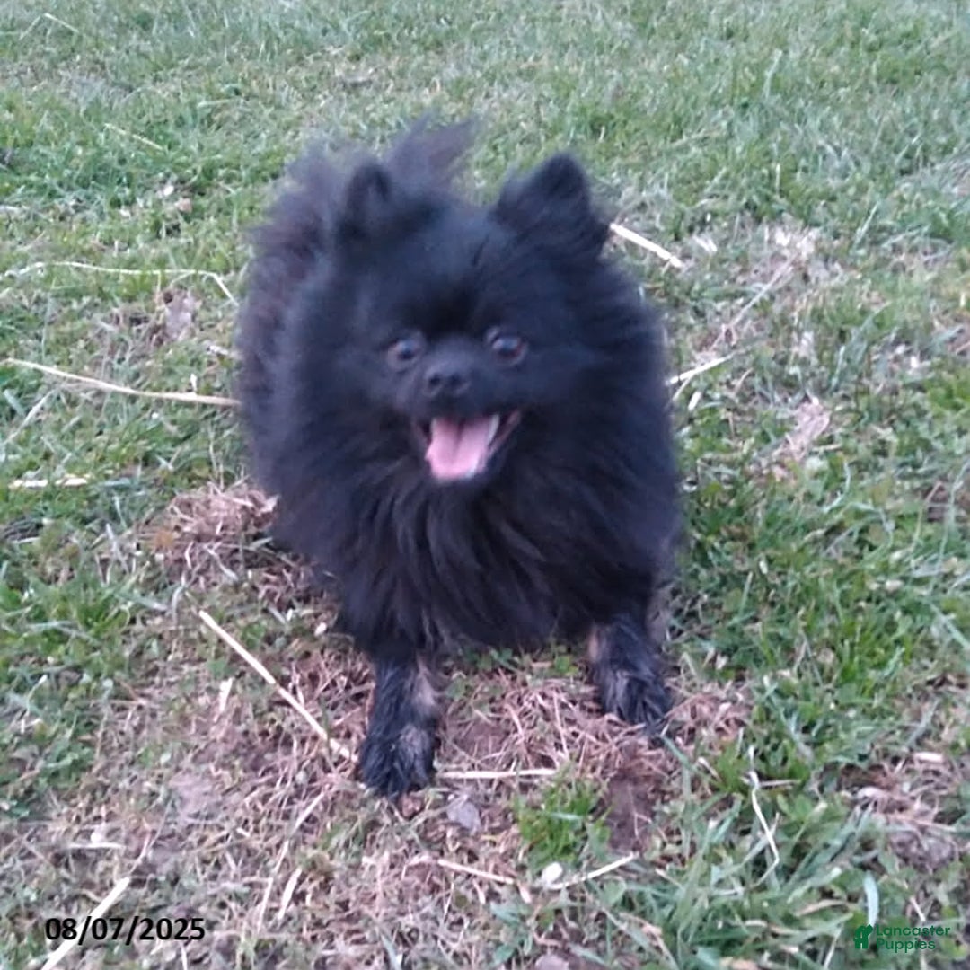 Pomeranian dogs for sale: Rosa - Image 5