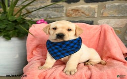 Labrador Retriever dogs for sale: Havarti - Image 3