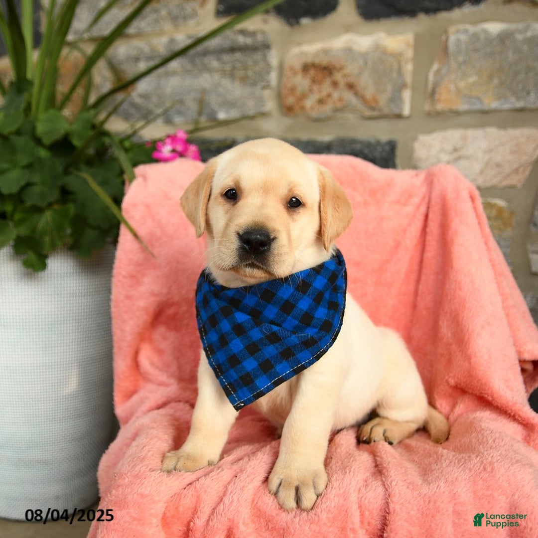 Labrador Retriever dogs for sale: Havarti - Image 3