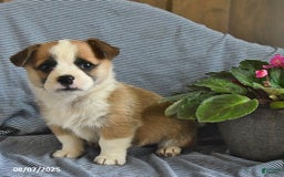 Welsh Corgi Pembroke dogs for sale: Crawford - Image 1