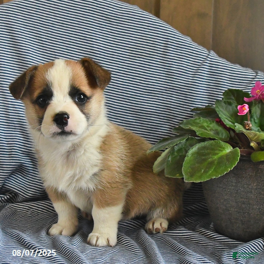 Welsh Corgi Pembroke dogs for sale: Crawford - Image 1
