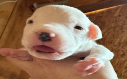 Dogo Argentino dogs for sale: M6 - Image 1