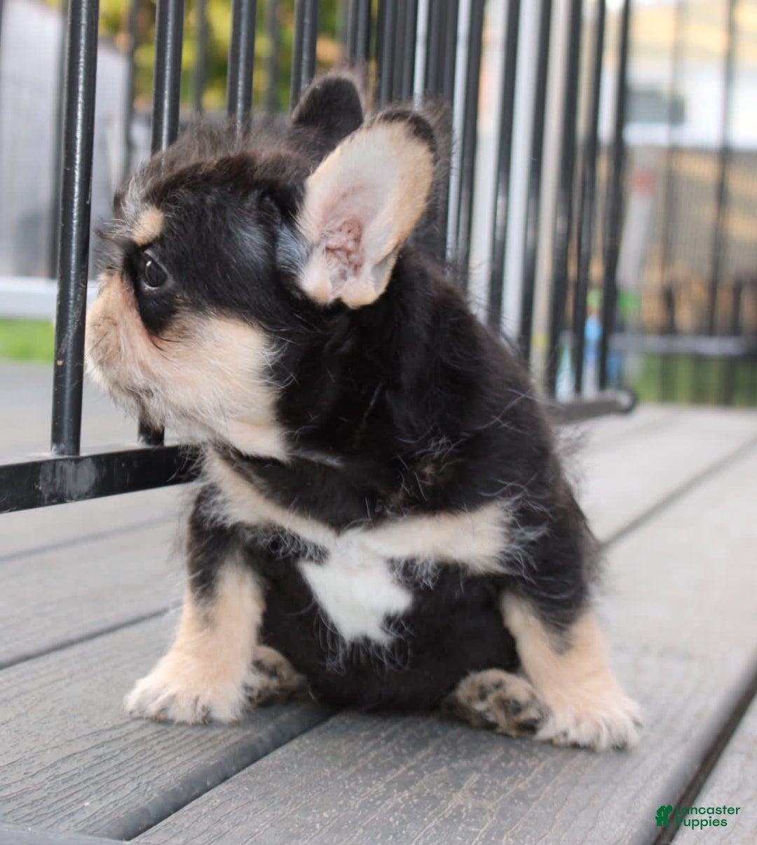 French Bulldog dogs for sale: Hay Wire - Image 2