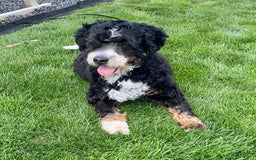 Bernedoodle dogs for sale: Alexander - Image 5