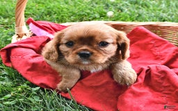 Cavalier King Charles Spaniel dogs for sale: Flossie - Image 6