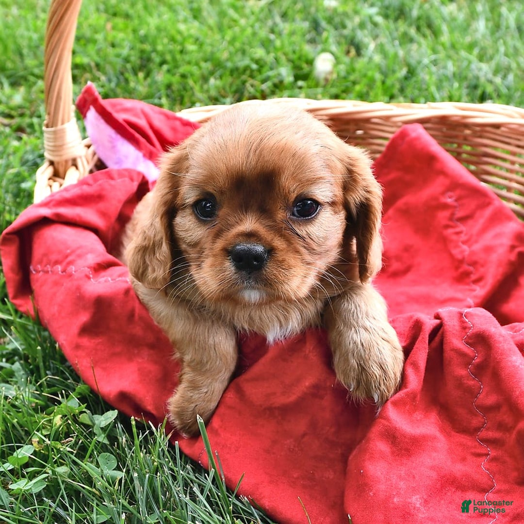 Cavalier King Charles Spaniel dogs for sale: Flossie - Image 6