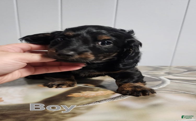 Miniature Dachshund dogs for sale - Ad 3