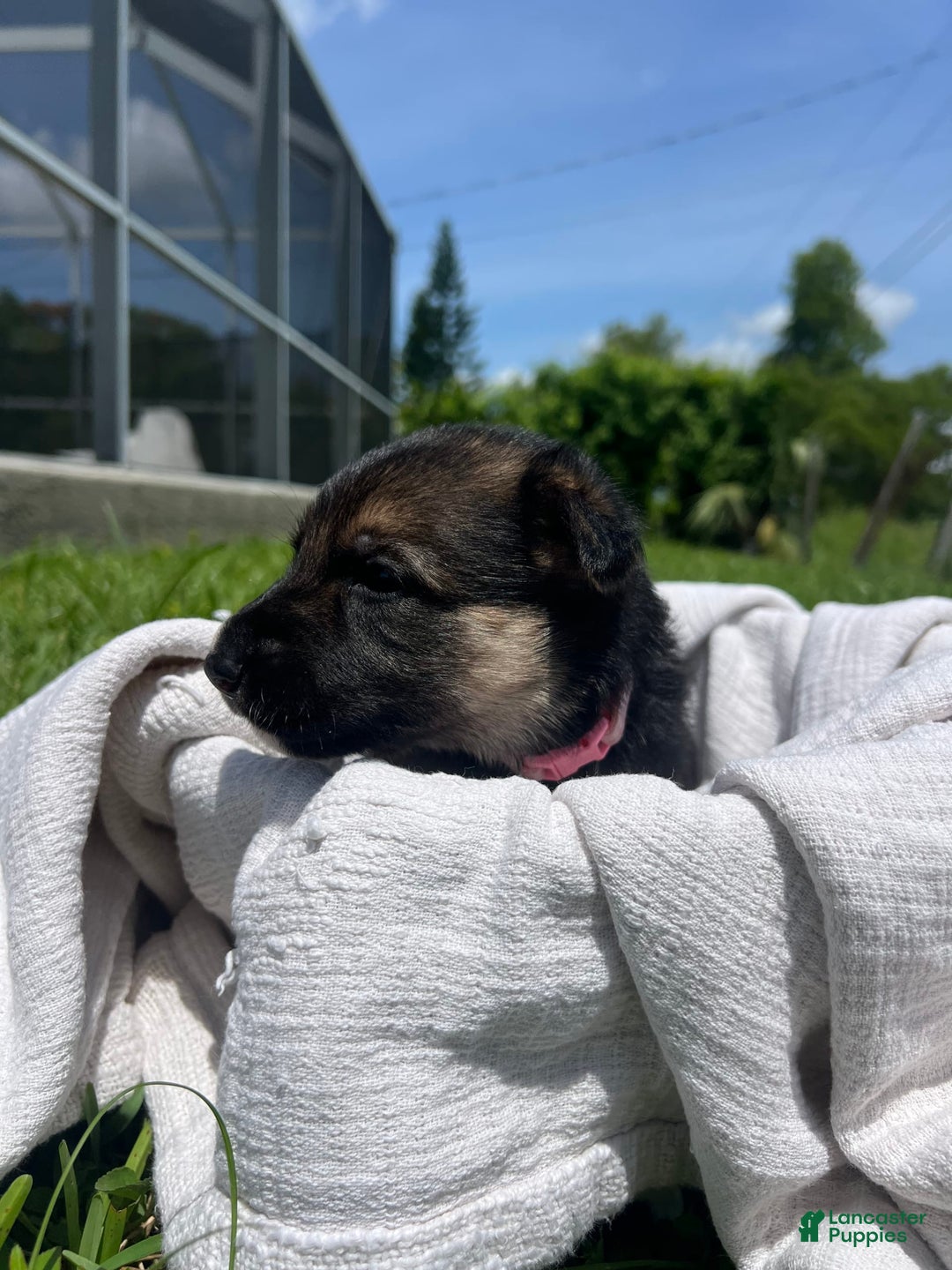 German Shepherd dogs for sale: Fern - Image 4