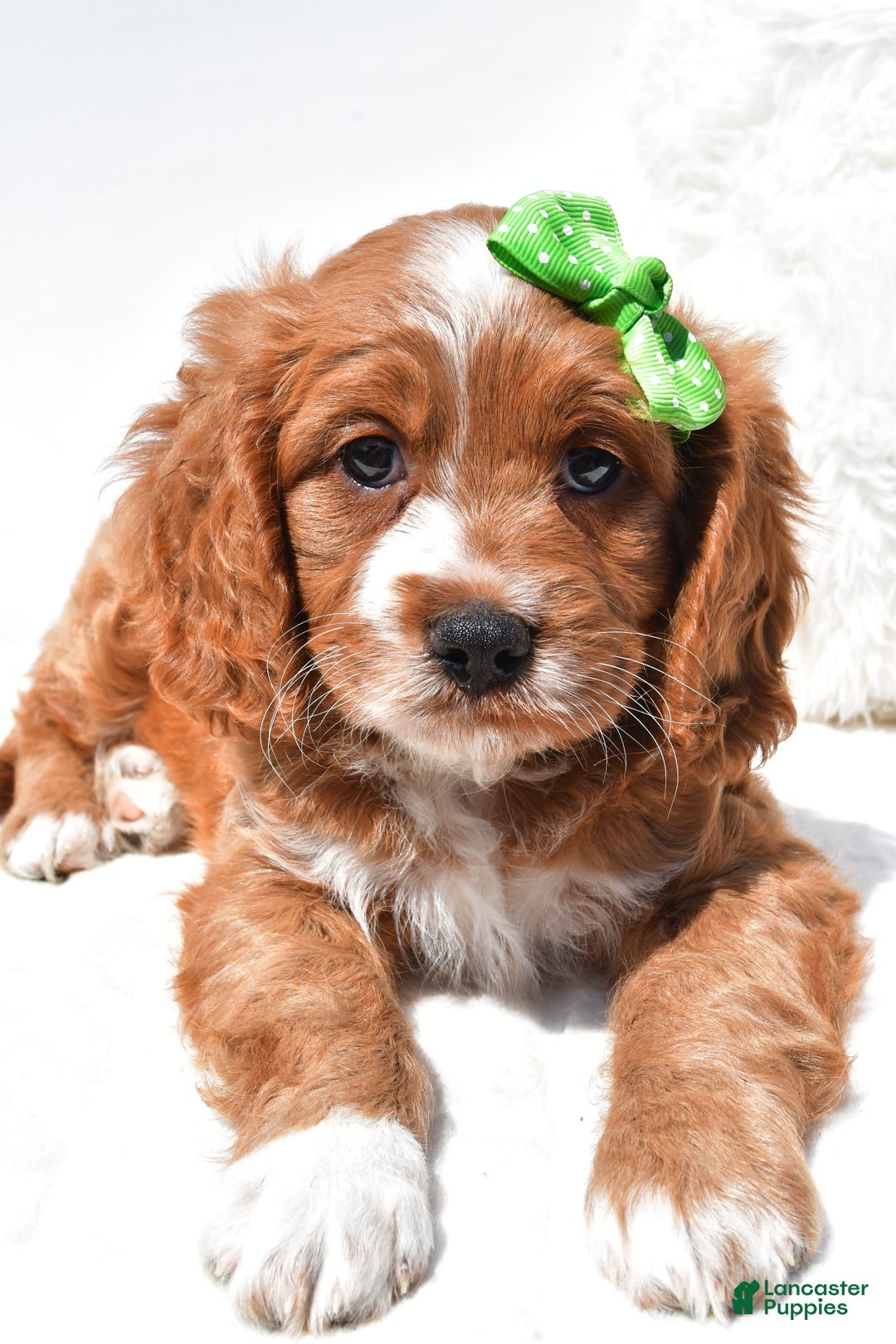 Mini Goldendoodle dogs for sale: Ryder - Image 8