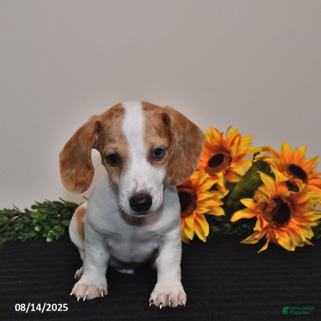 Miniature Dachshund dogs for sale: Oscar - Image 4
