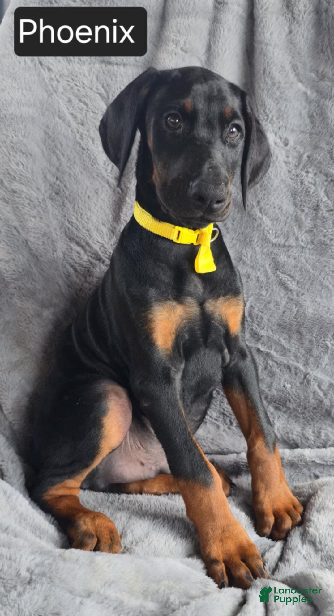 Doberman Pinscher dogs for sale: Phoenix - Image 3