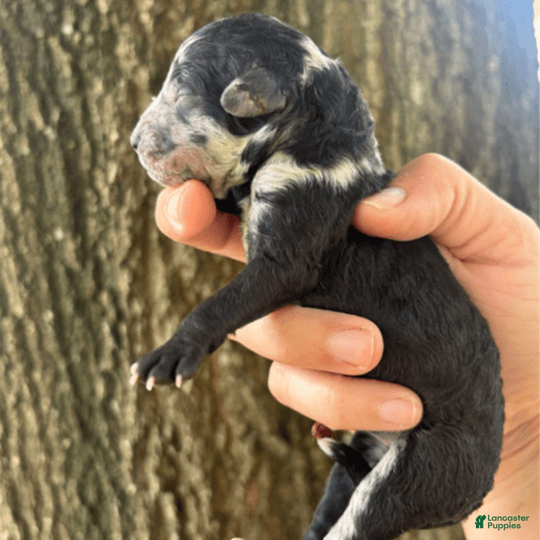Aussiedoodle dogs for sale: Milly - Image 9