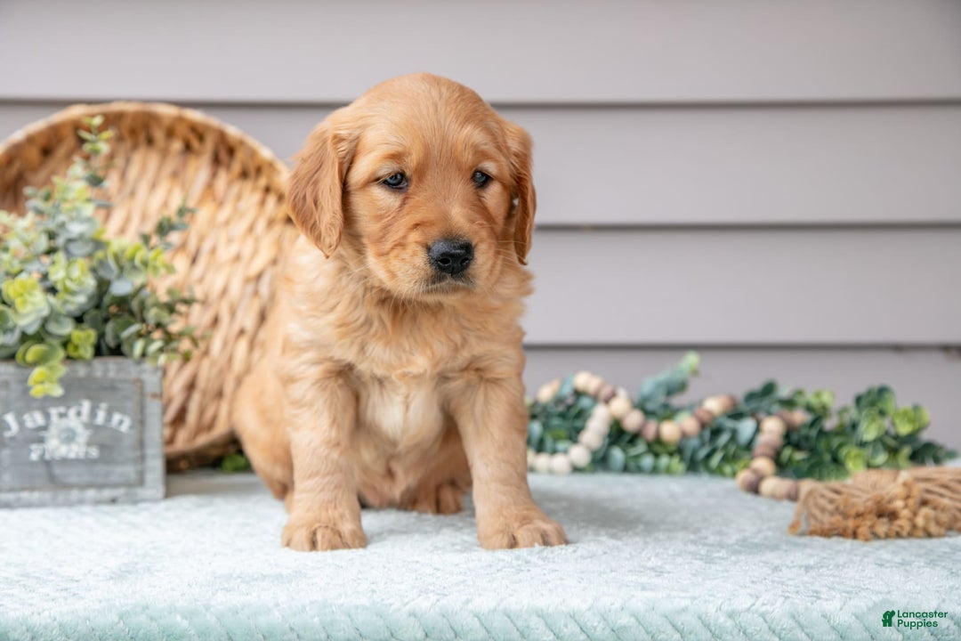 Golden Retriever dogs for sale: Nina - Image 5