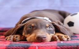 Doberman Pinscher dogs for sale: Duke - Image 13