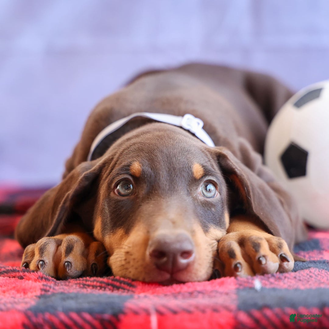Doberman Pinscher dogs for sale: Duke - Image 13