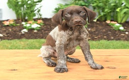 German Shorthaired Pointer dogs for sale: Owen - Image 3