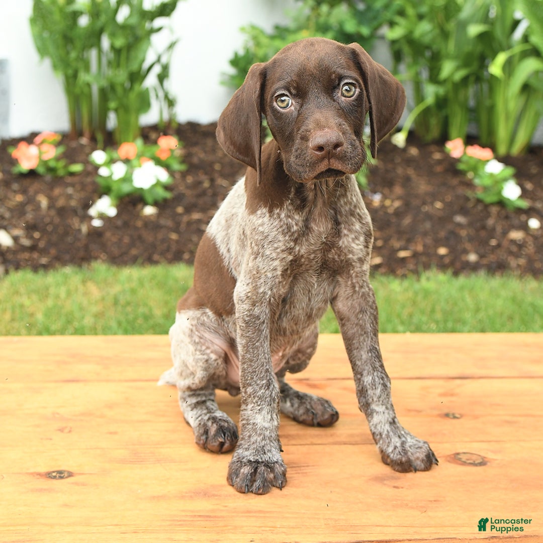 German Shorthaired Pointer dogs for sale: Owen - Image 3