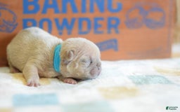 French Bulldog dogs for sale: Blue collar - Image 2