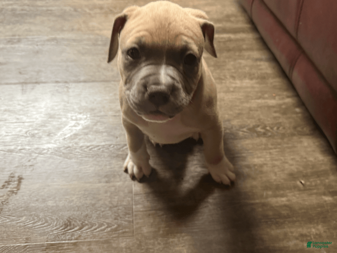 American Pit Bull Terrier dogs for sale: Russ - Image 21