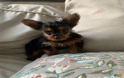 Yorkshire Terrier dogs for sale: Nala - Image 2