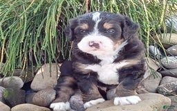 Mini Bernedoodle dogs for sale: Shiloh - Image 13