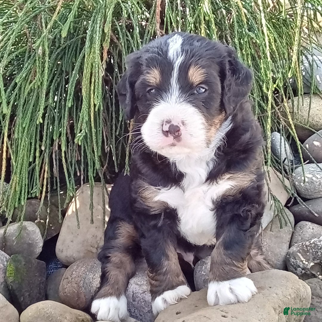 Mini Bernedoodle dogs for sale: Shiloh - Image 13