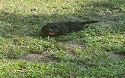 Miniature Poodle dogs for sale: Max - Image 3