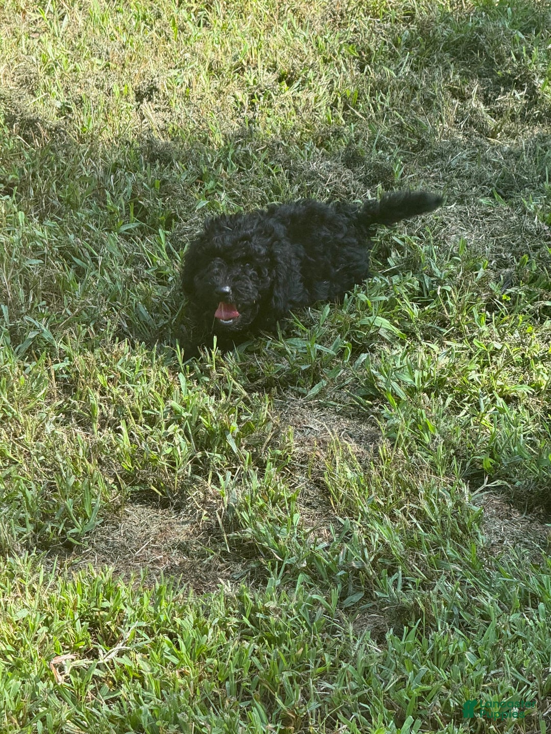 Miniature Poodle dogs for sale: Max - Image 3
