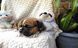 Olde English Bulldogge dogs for sale: Milo - Image 5