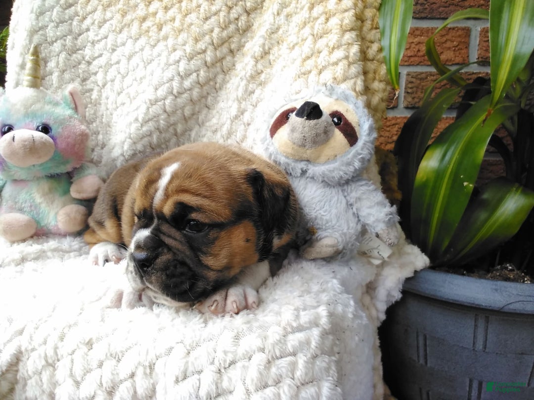 Olde English Bulldogge dogs for sale: Milo - Image 5