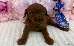 Toy Poodle dogs for sale: Rocket - Image 5