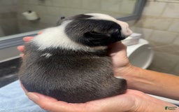 Boston Terrier dogs for sale: Daisy - Image 2